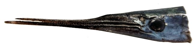 Belone svetovidovi_03